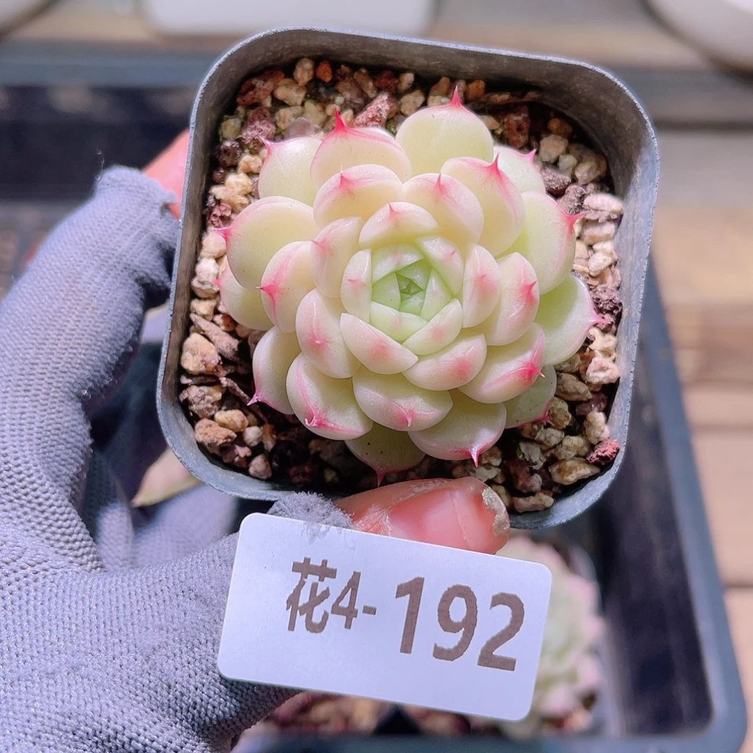 花04-192海王单头