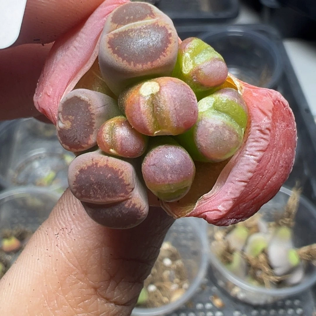 【闪购商品】230……