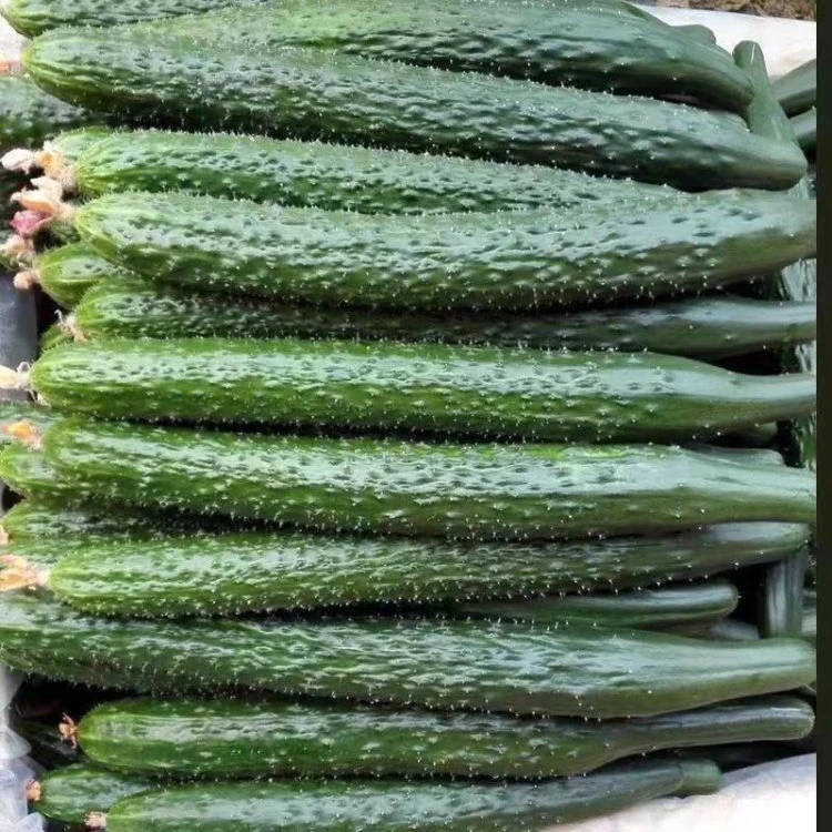 【青黄瓜】湖南怀化农家绿色新鲜蔬菜现摘现发青黄瓜