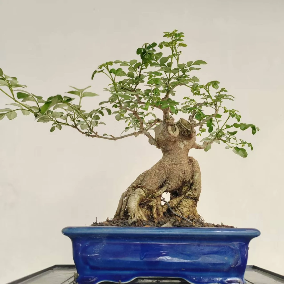 盆景下单拍品点击链接1