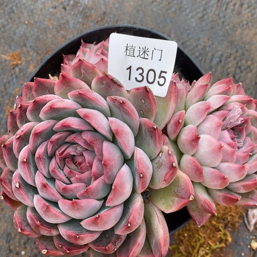 宝*姐杂交精品多肉1305