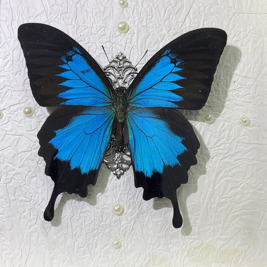 有机玻璃蝴蝶标本