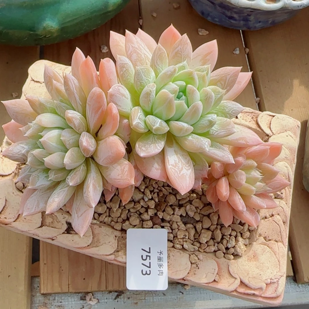 维京丝，7573多肉植物