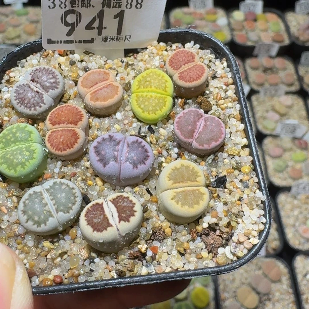 Ssss精品生石花941