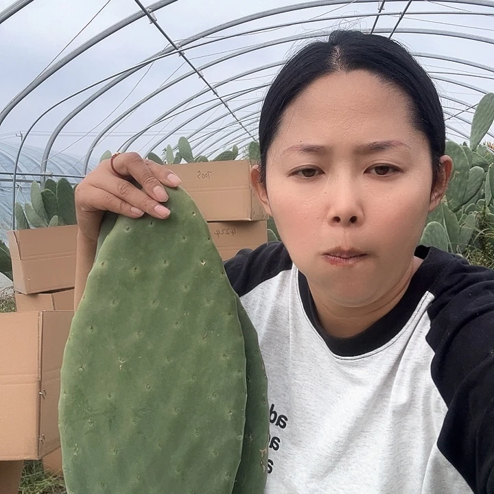 *****中国大陆2片47厘米高仙人掌