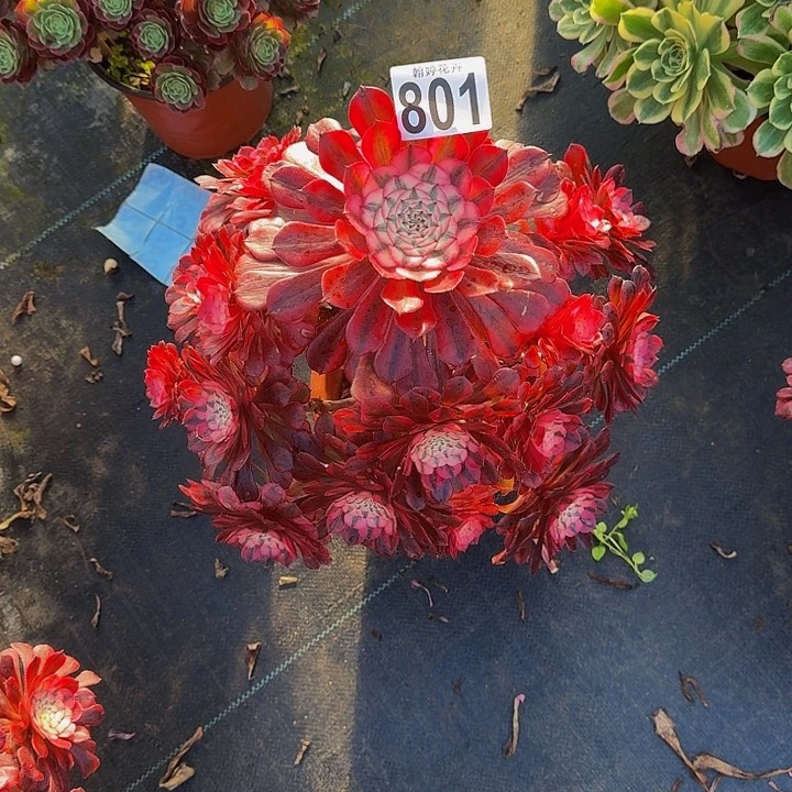 0000000000000801红彤多肉植物
