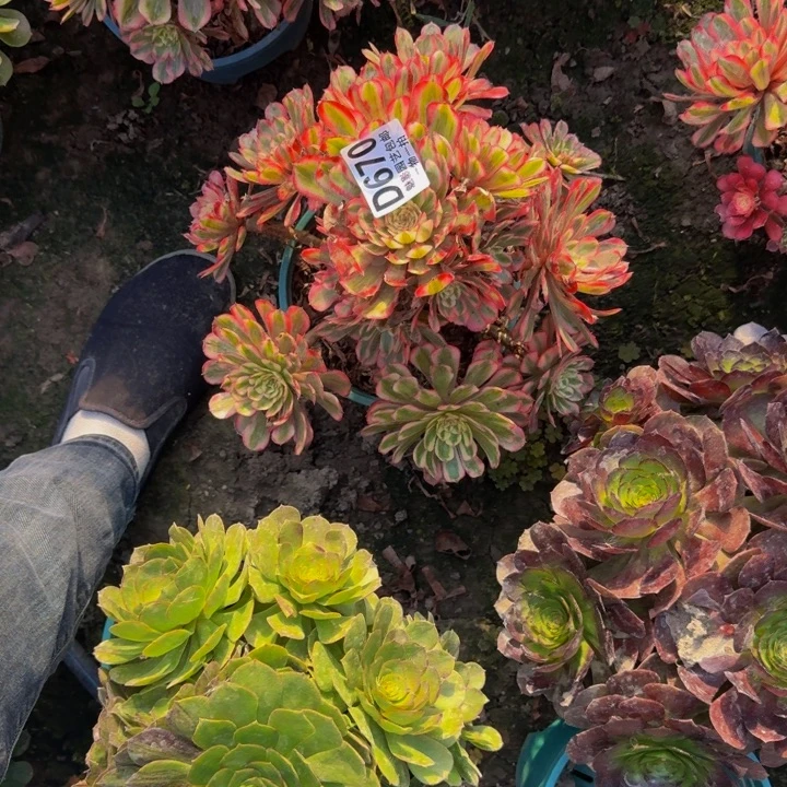 白月光花30-10包邮花花