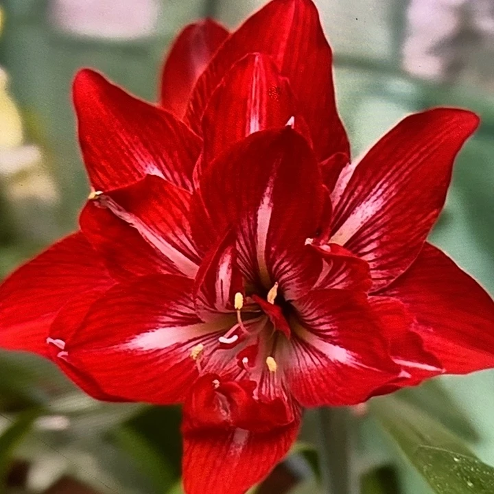 红火齐天5厘米朱顶红