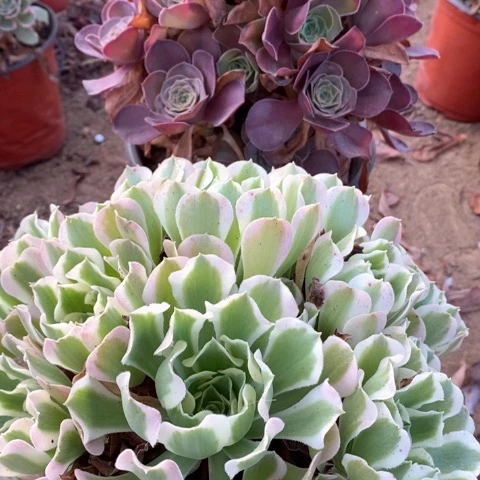 魅金玫瑰白凤法师多肉植物11