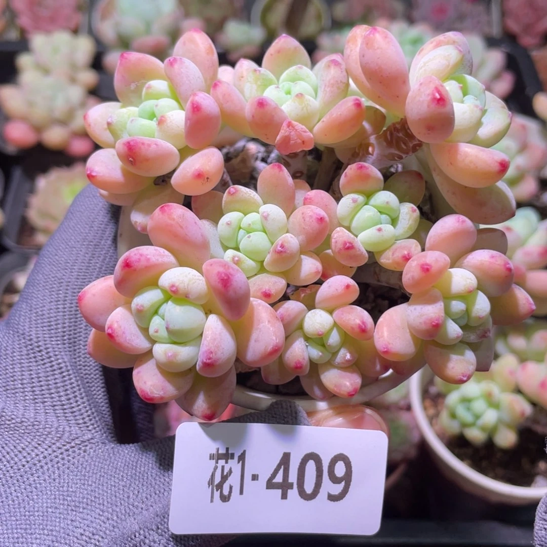 花利美1-409罗琦群