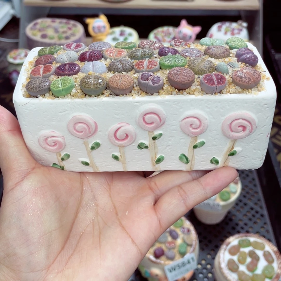 w5845 开播福利 带盆土发货一物一拍