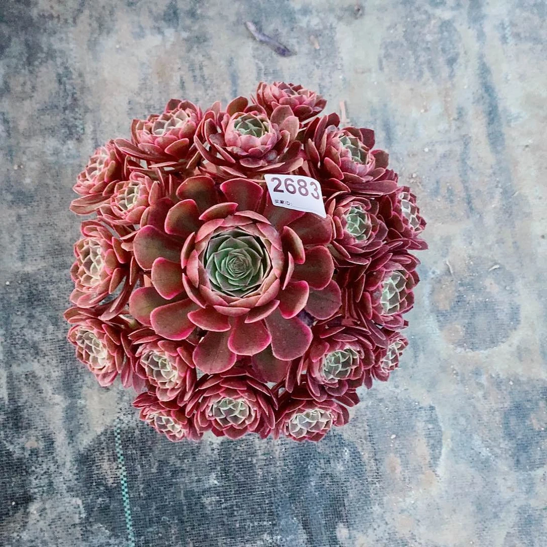 粉花妖2683多肉1111