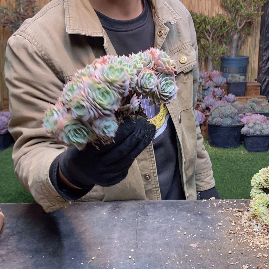 养****子30 号昂斯诺缀化