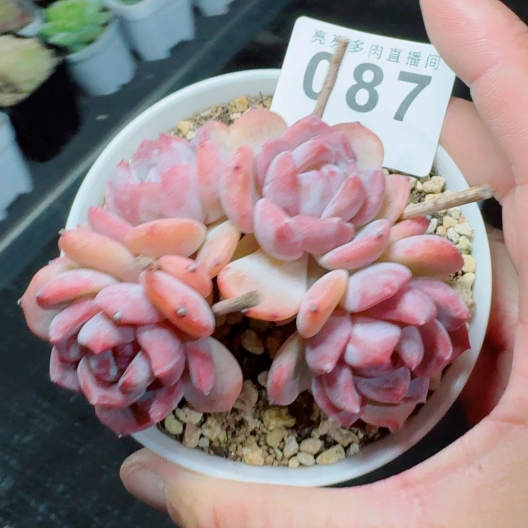 树桩星影            精美多肉植物