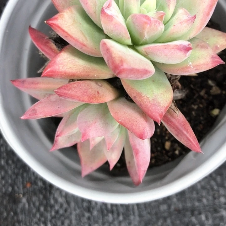 z*55/////////////////