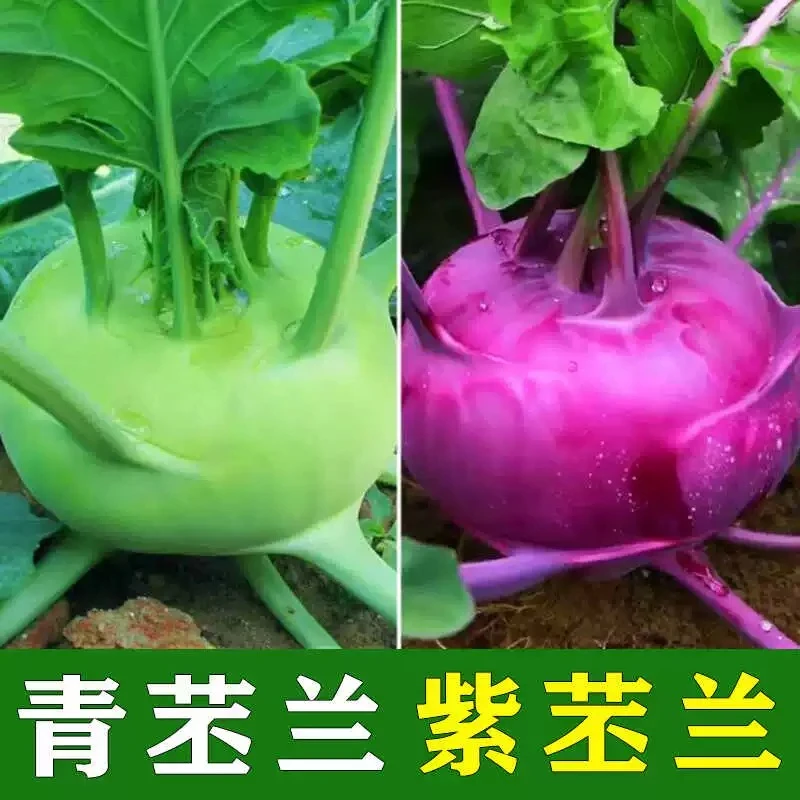 丕兰种子早熟高产四季水果青紫丕兰种籽四季蔬菜种子