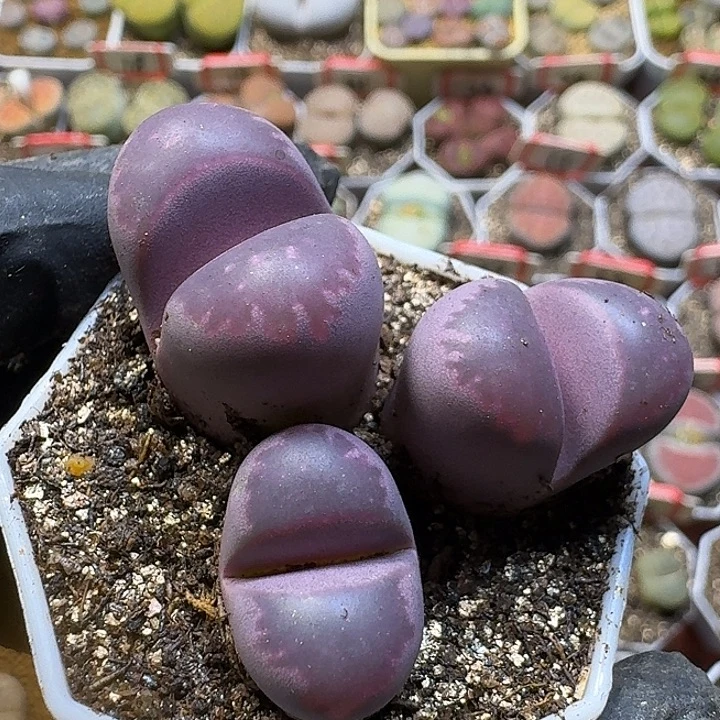 生石花11111。   196