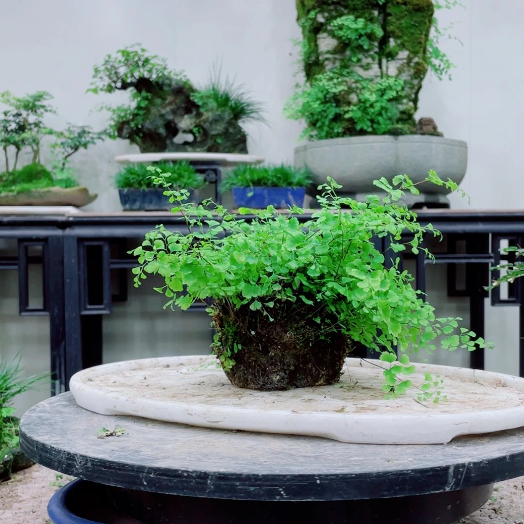 无铅玻璃铁线蕨的一个分支叫做白