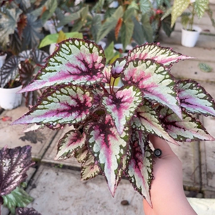 完全开放莎莎酱秋海棠