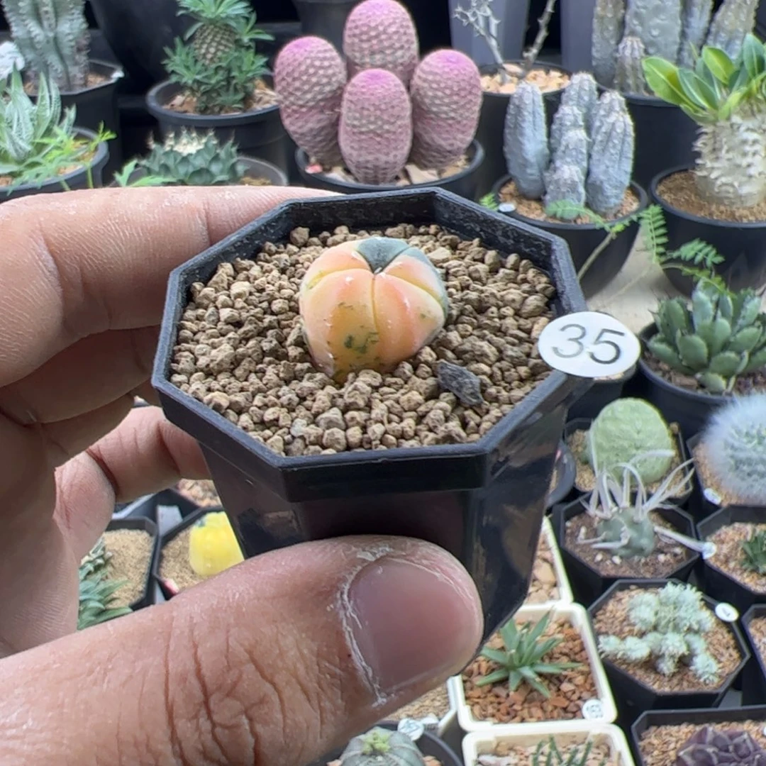智***流兜锦实生一物一拍带盆发