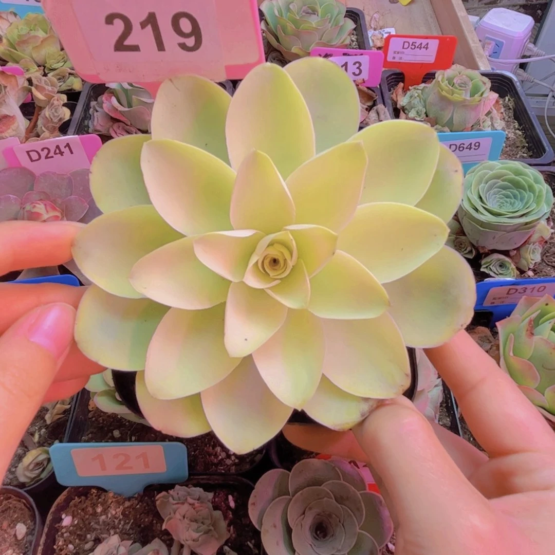 219大单头黄色花朵脸