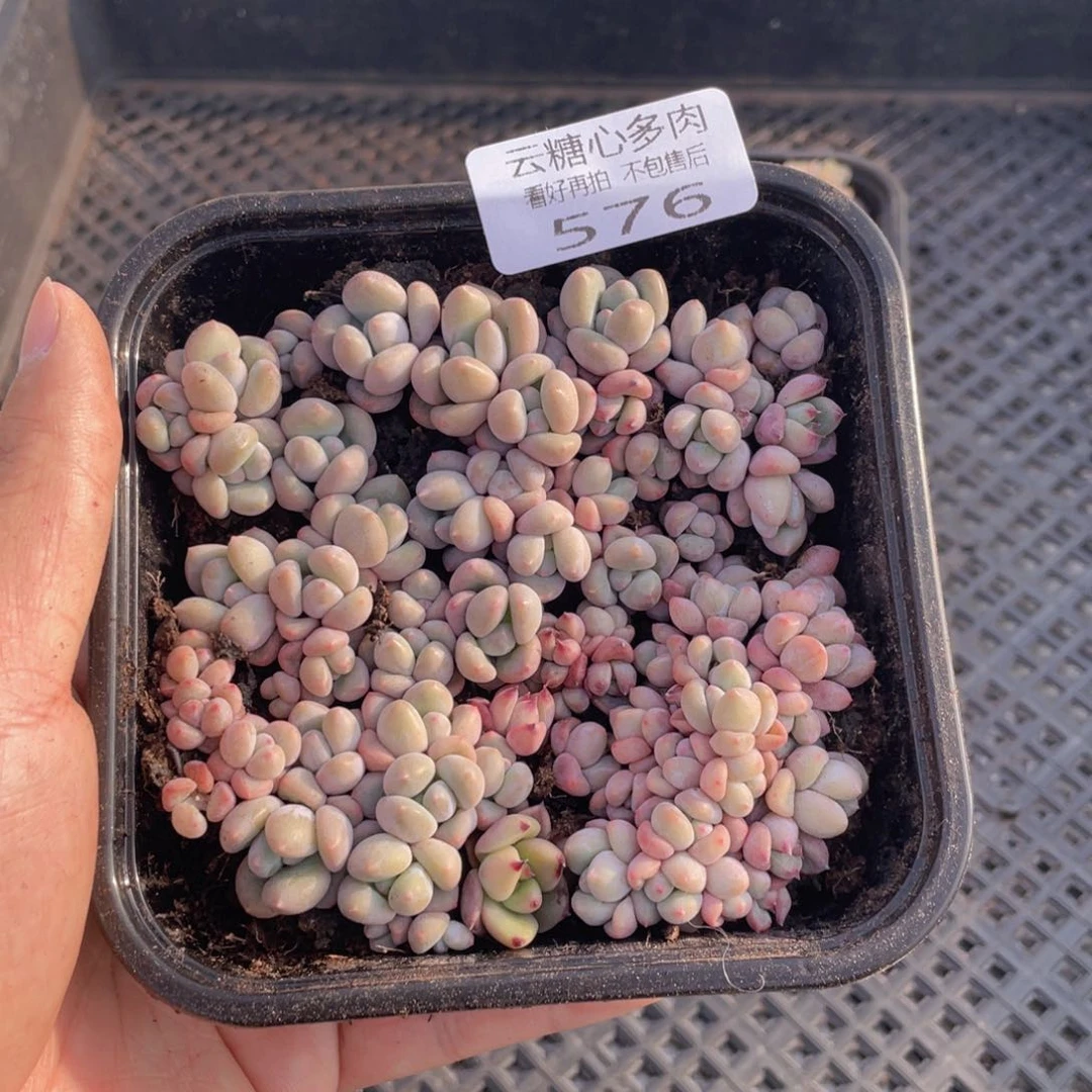 云糖心多肉植物576