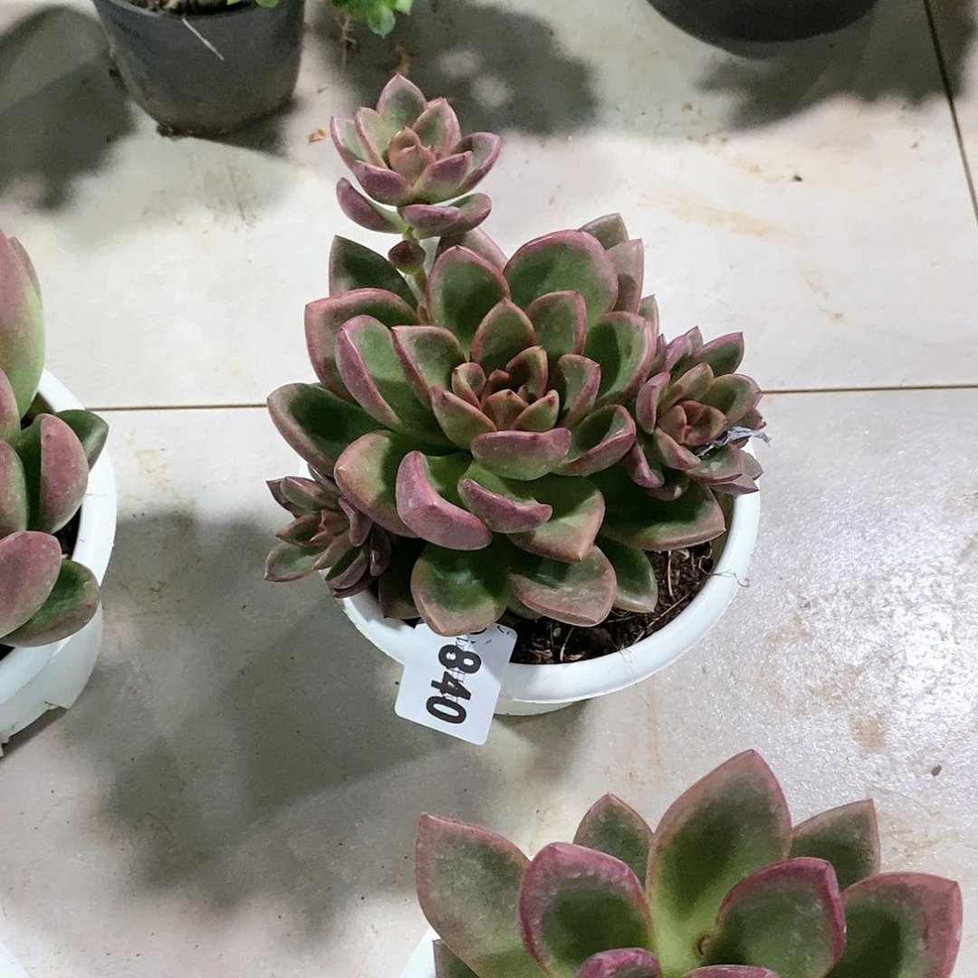 菠*840丰沛玫瑰多肉植物