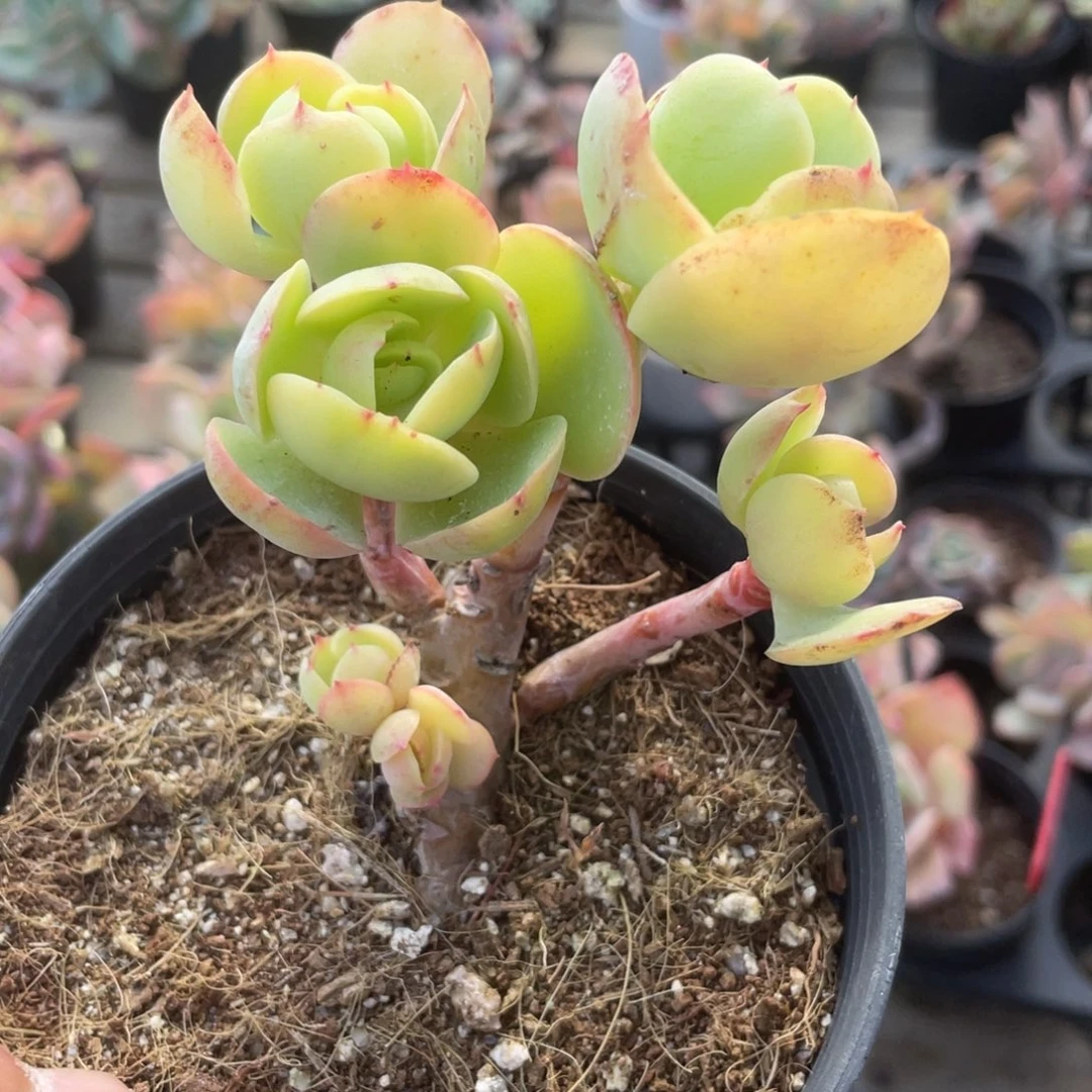 0520  鸡蛋碧桃  六月六