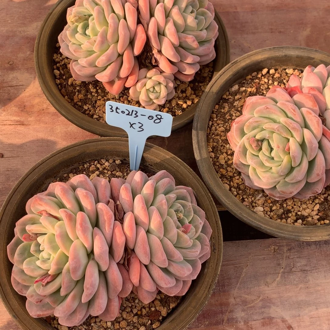 辣**花350213-08冰玉3