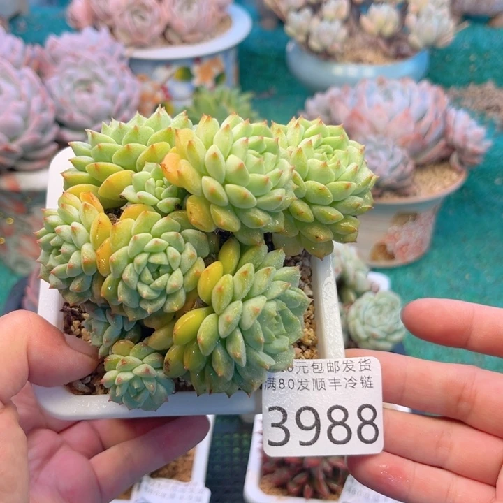 大3988:）xvcvcvvgvv