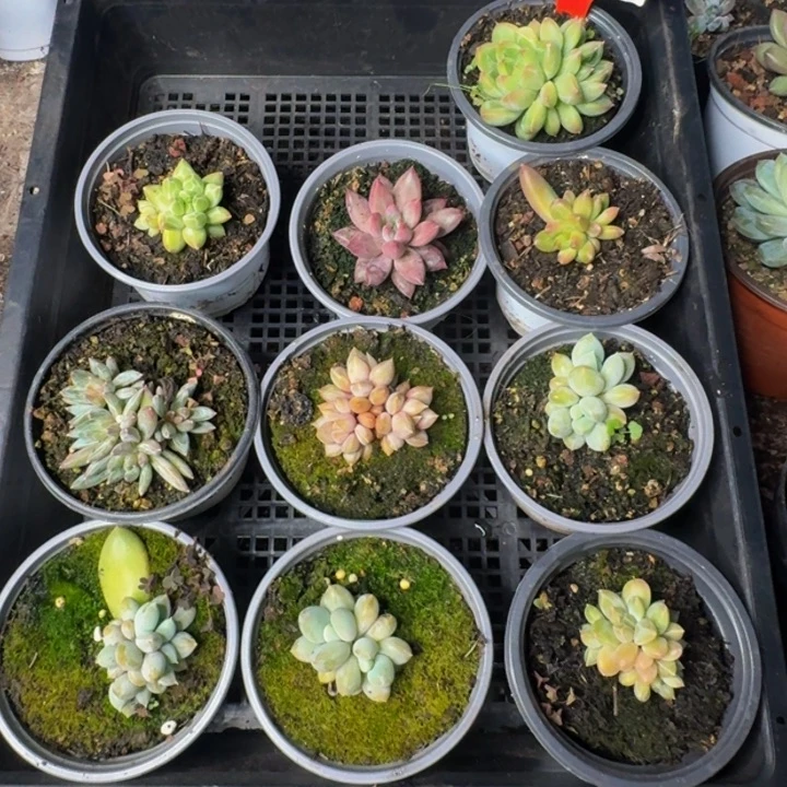 2565多肉植物一物一拍