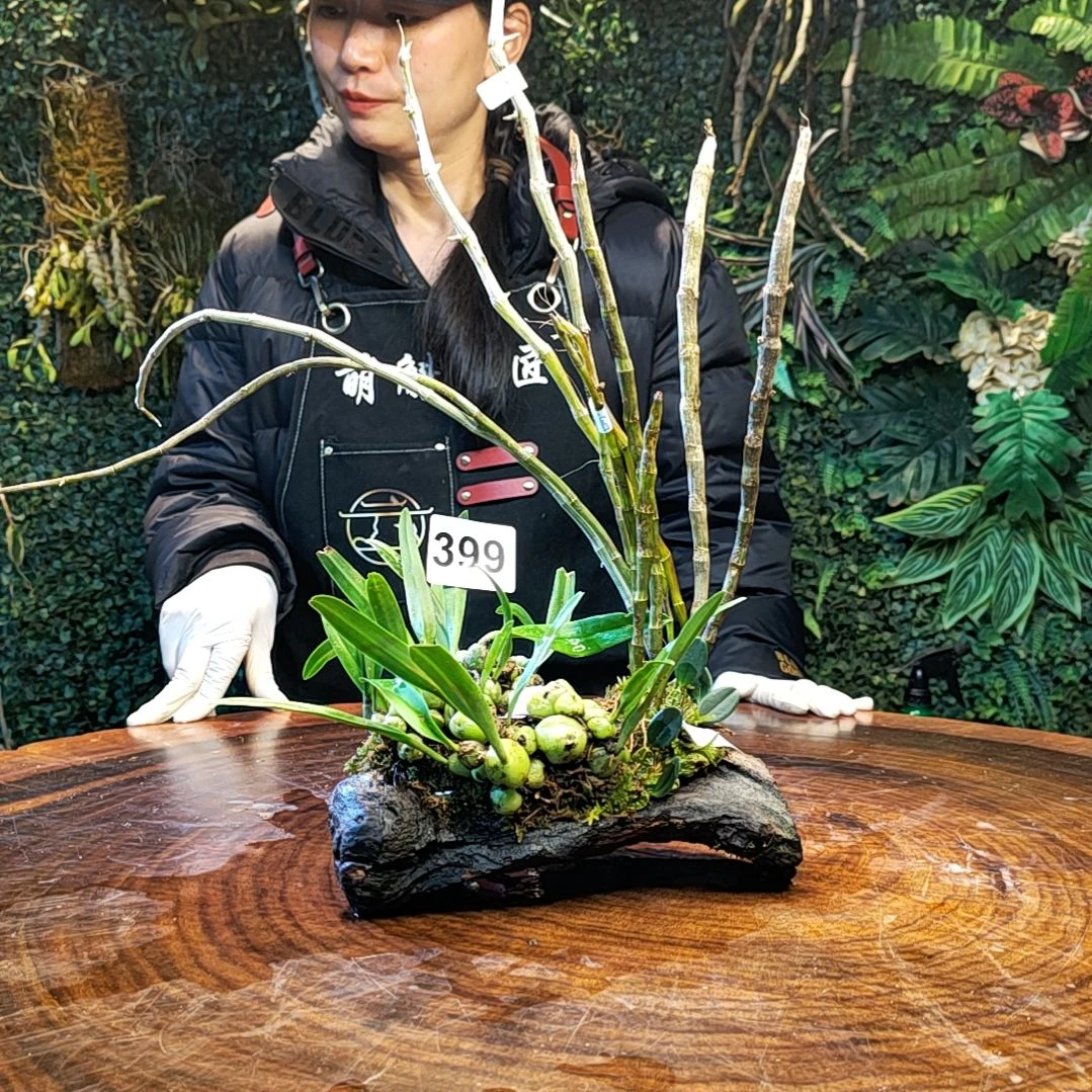 【闪购商品】昨***楼399天宫，喇叭唇，绿宝石花