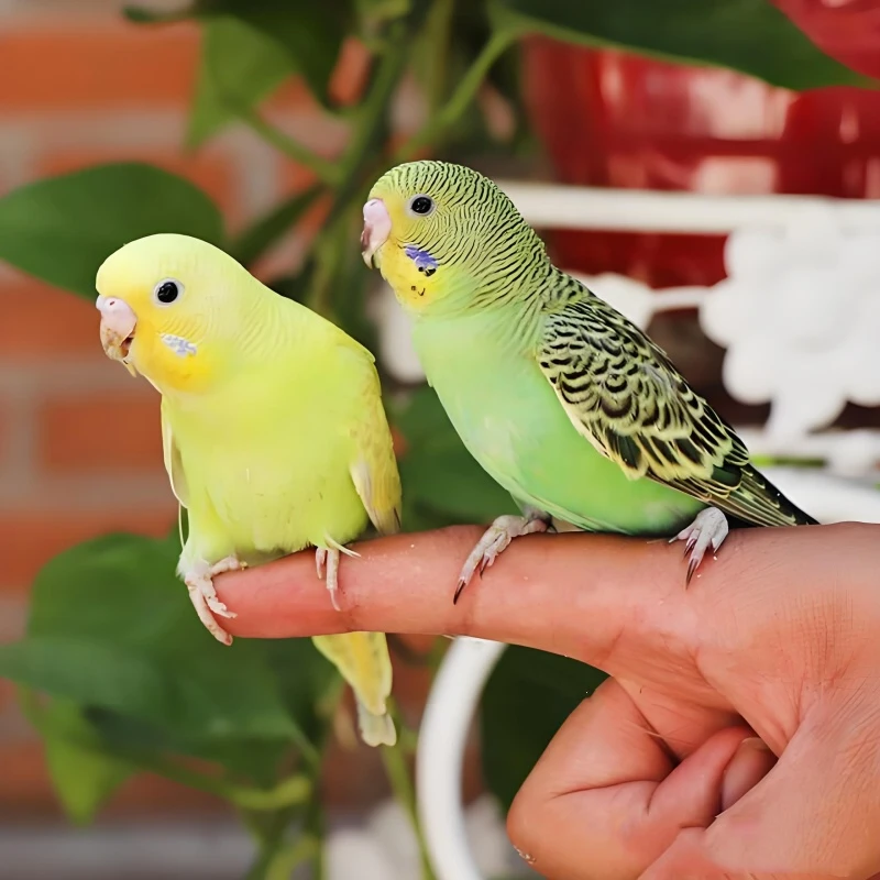 鹦鹉大虎皮彩色鹦鹉鸟类宠物鹦鹉亲人手养繁殖运输包损