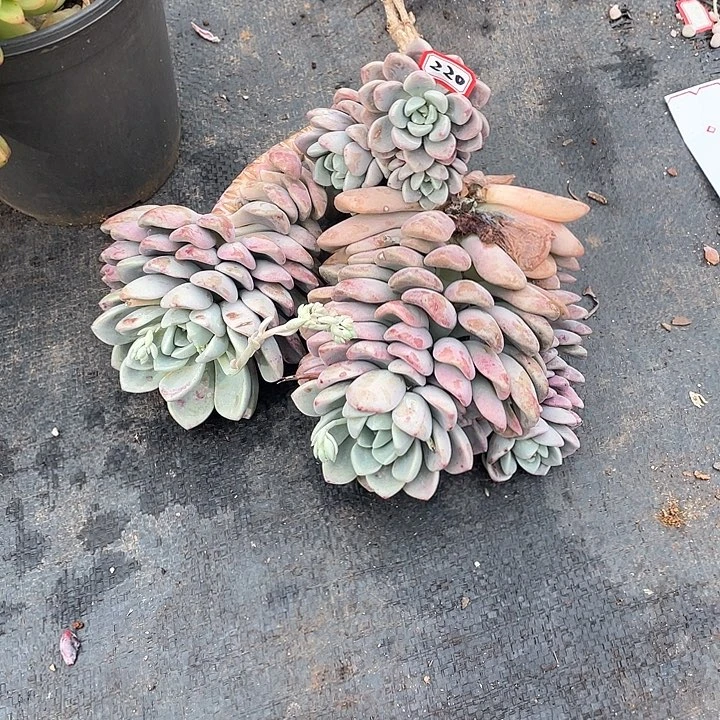 220花瓣鹿 一物一拍多肉