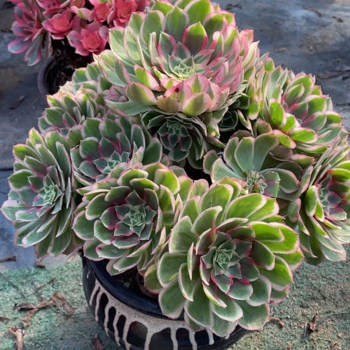 324孔雀翎精品法师多肉