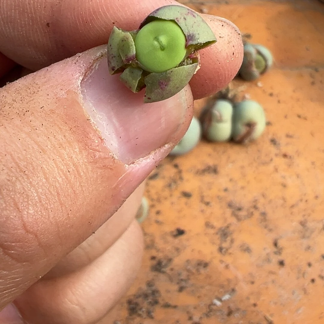 量拍红嘴一颗，买五送一