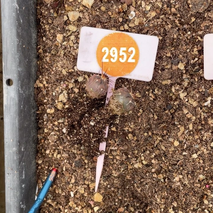 从***_实生仙人球2棵2952000