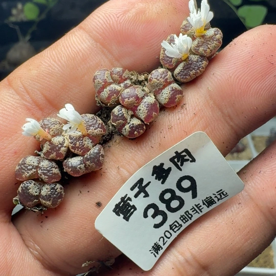 ****儿勋章