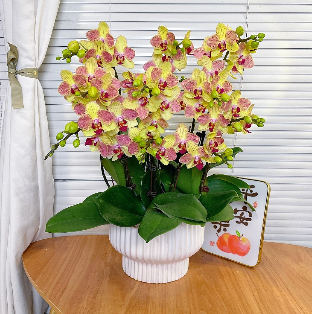 【三色鸟-蝴蝶兰】高端鲜花 年宵花 易养花期长 送礼 家居摆件