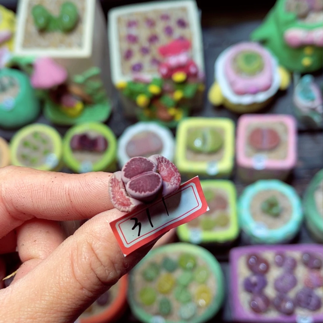 311生石花带盆发