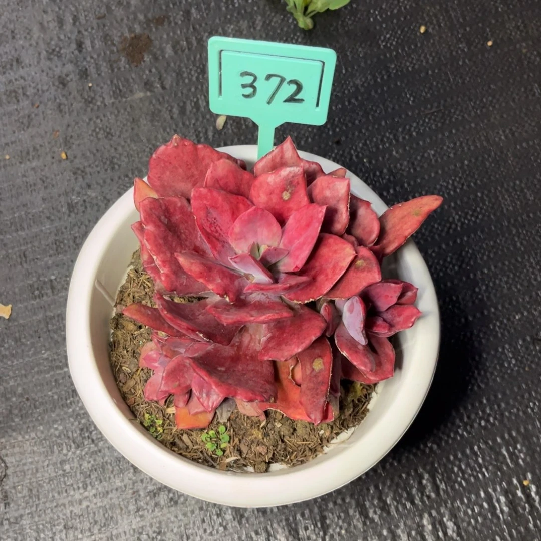 小雨多肉砖石锦鶴