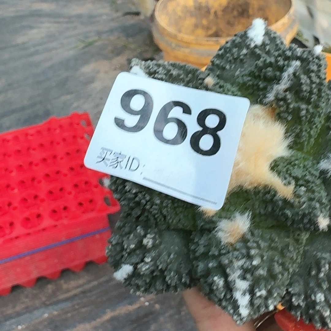 【闪购商品】无花朵各**好大尤哥斯拉968