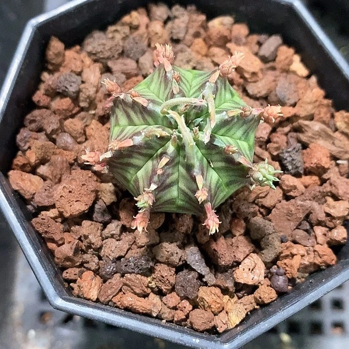 孤品实生优选法丽达环球带仔仙人球3.3cm仙人球