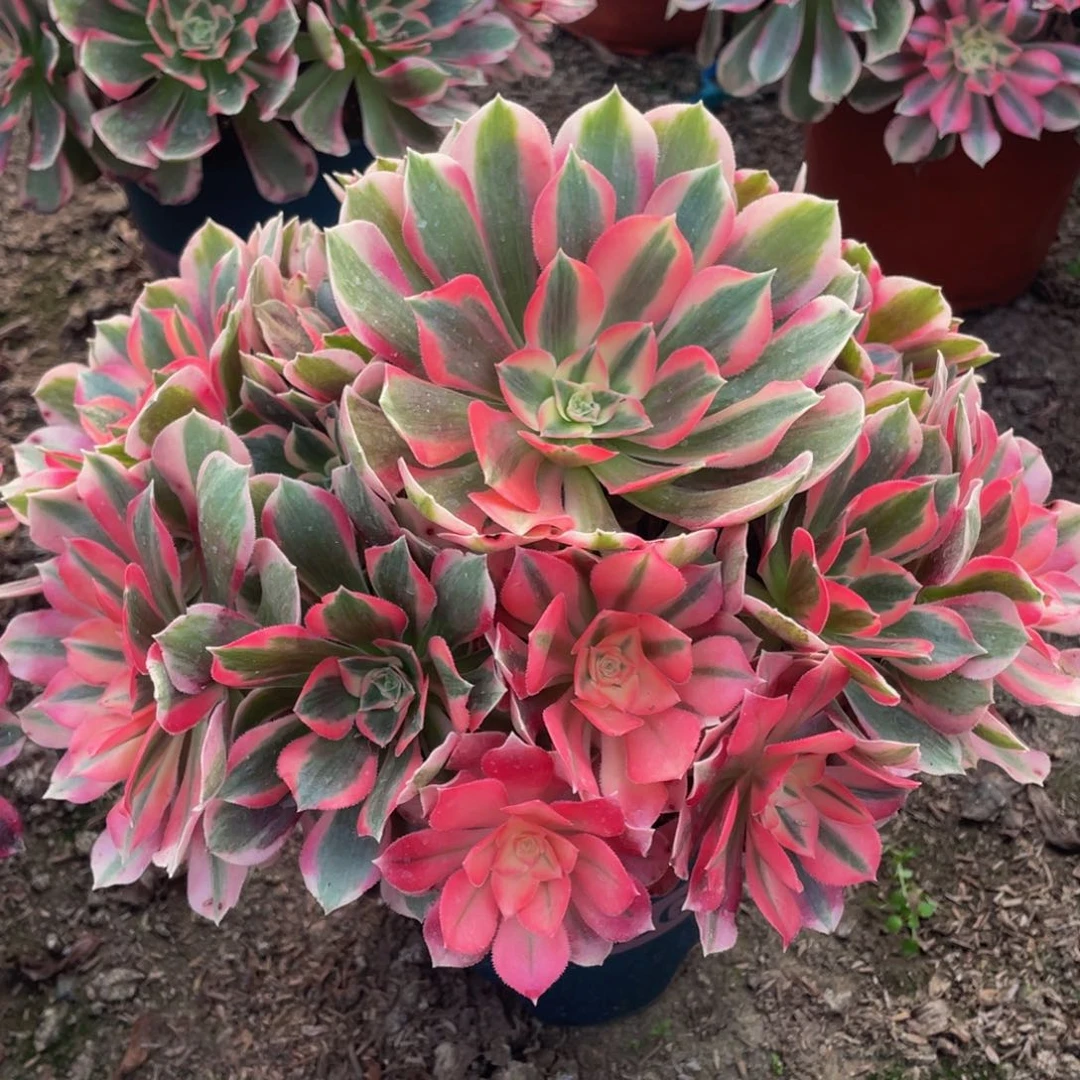 书*045初恋粉玫瑰精品法师老桩