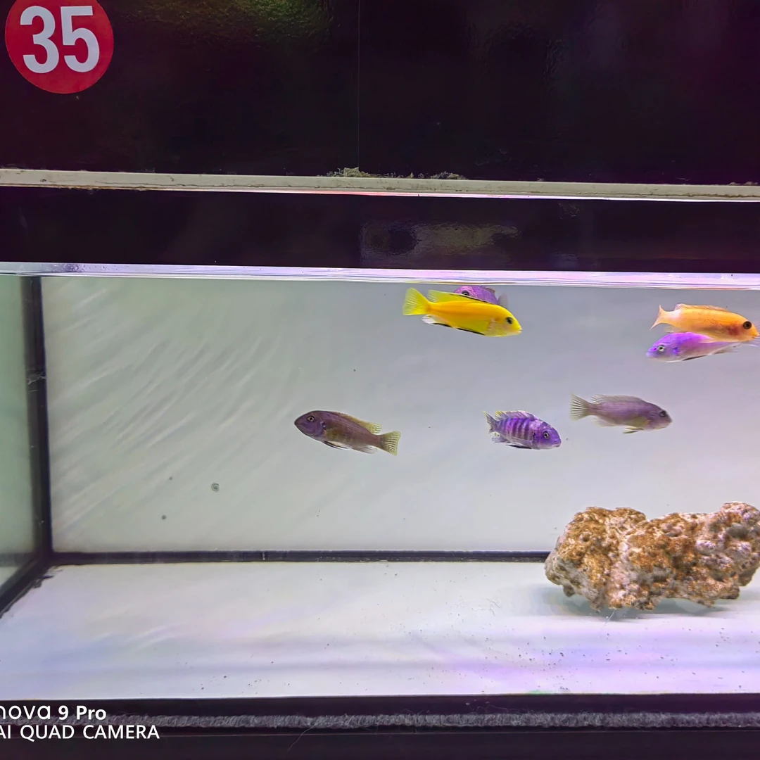 三湖慈鲷35号缸 15条 超值套餐