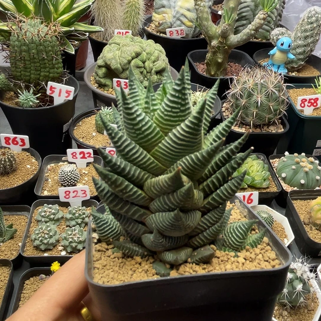 实生白马城硬叶十二卷