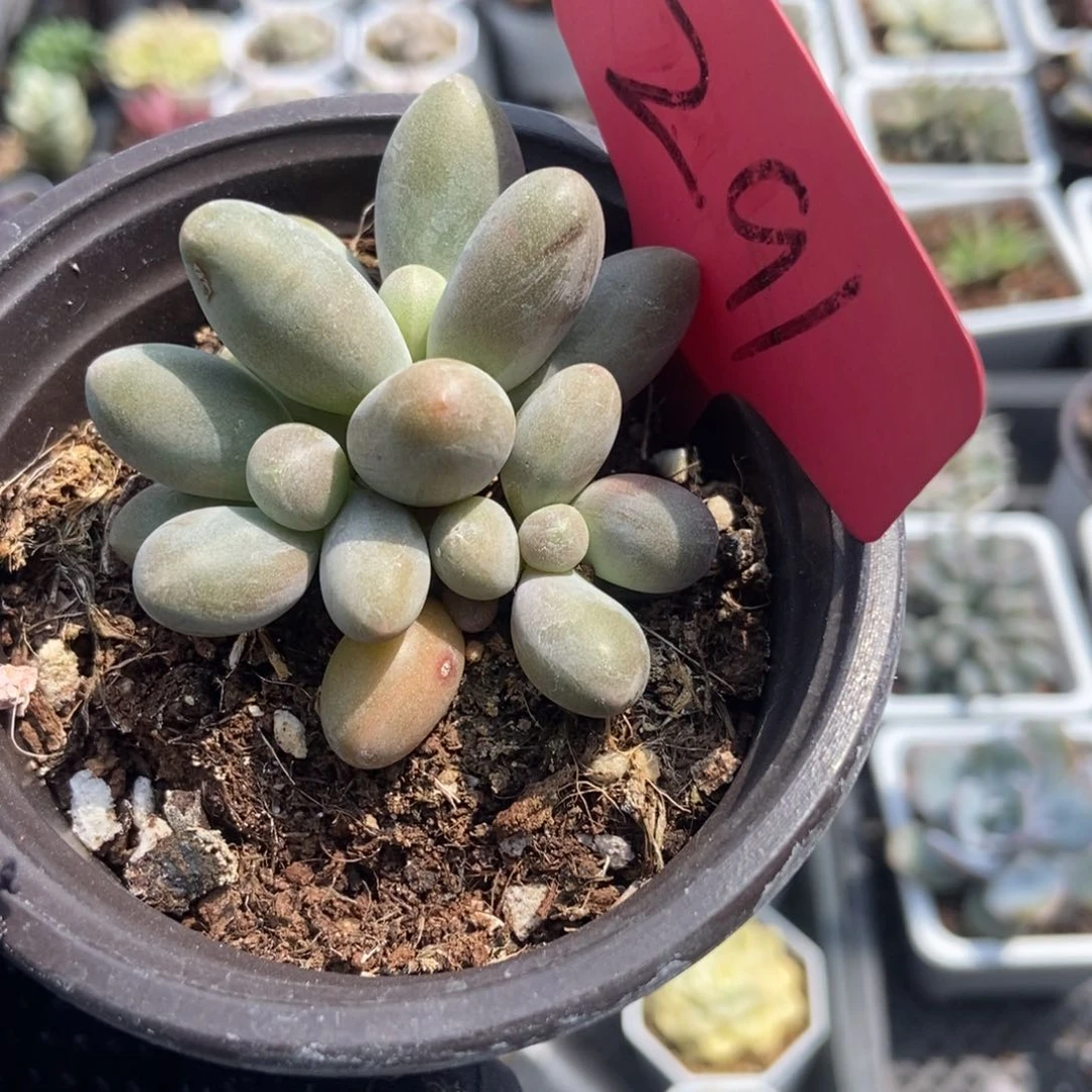 291糖果美人多肉植物保护