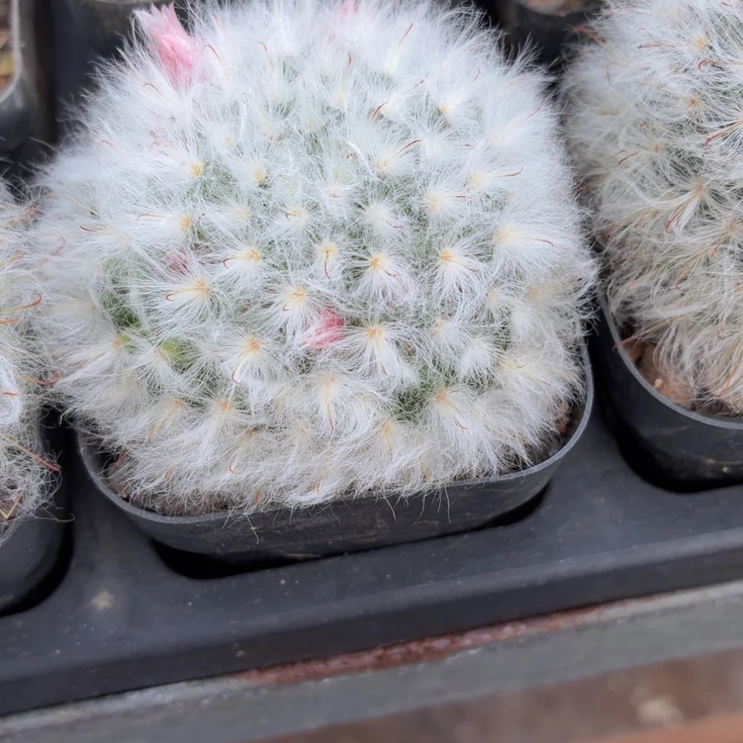 白云高沙多肉9.9包邮发货