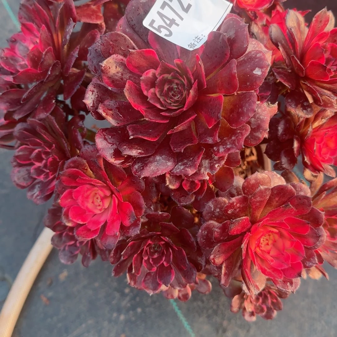 小*女5472烟花多肉多肉