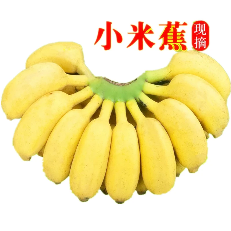 小米蕉 新鲜香蕉 当季新鲜水果孕妇水果现采现发整箱包邮